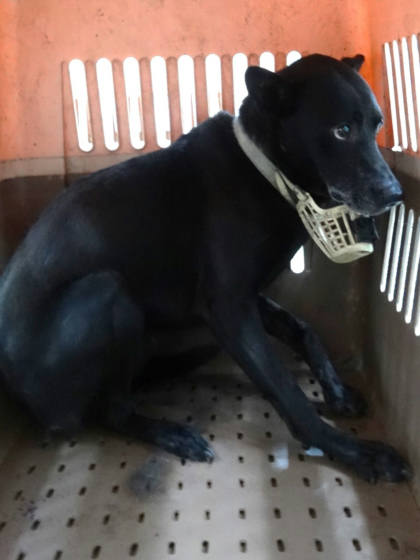 宜蘭縣待認養狗｜混種犬｜黑色｜公