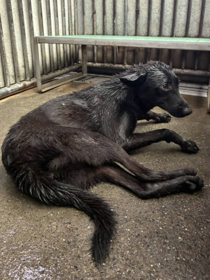彰化縣待認養狗｜混種犬｜黑色｜母
