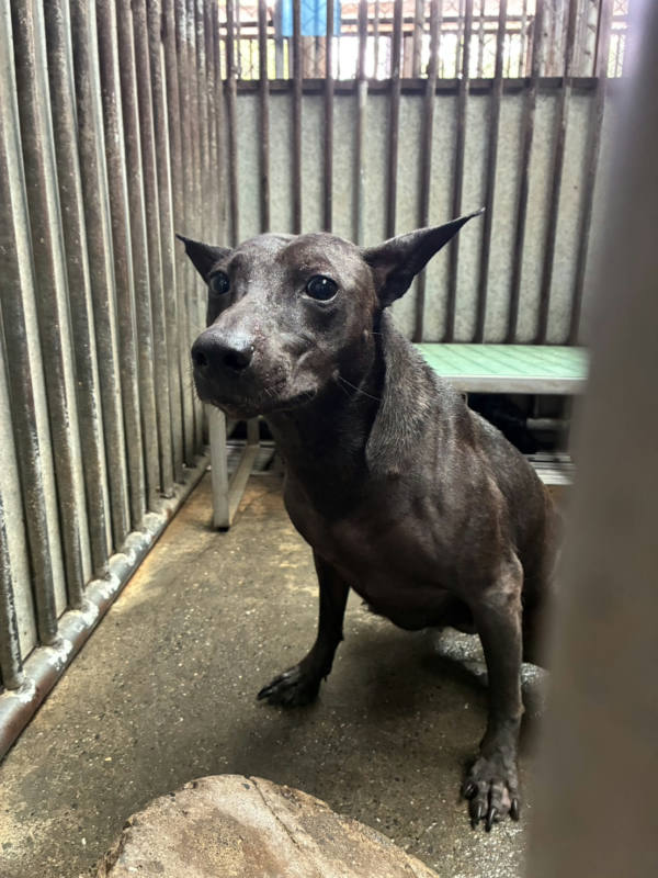 彰化縣待認養狗 混種犬