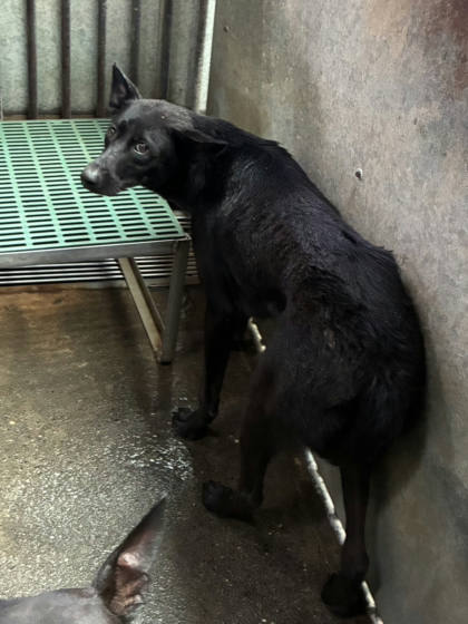 彰化縣待認養狗｜混種犬｜黑色｜母