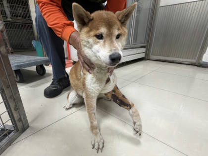 高雄市待認養狗｜混種犬｜黃色｜公