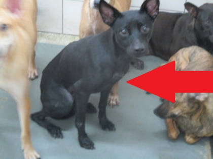 高雄市待認養狗｜混種犬｜黑色｜母