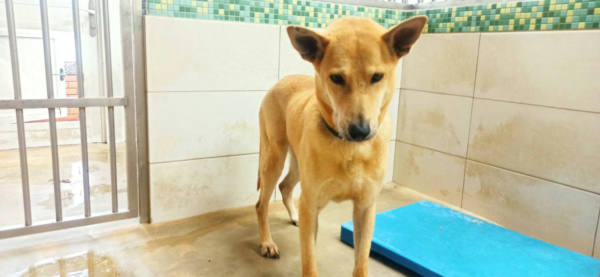 金門縣待認養狗 混種犬