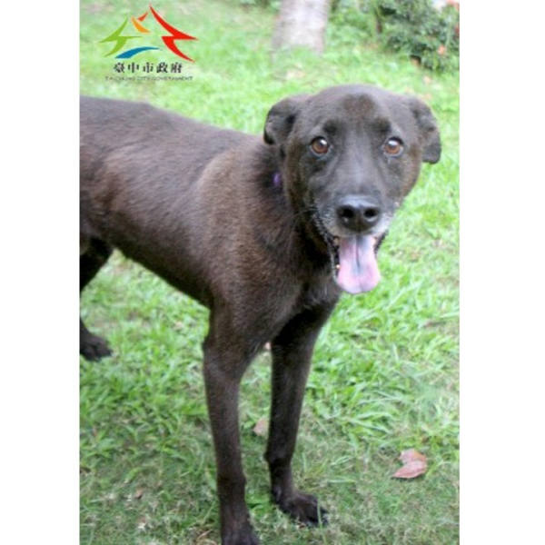 台中市待認養狗 混種犬