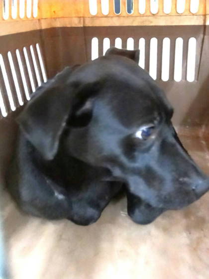 宜蘭縣待認養狗｜混種犬｜黑色｜公