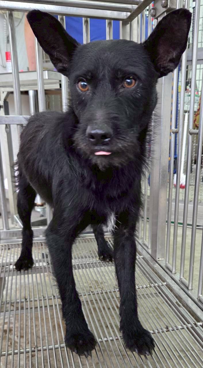 花蓮縣待認養狗 混種犬
