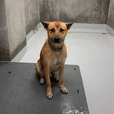 基隆市待認養狗｜混種犬｜黃色｜公