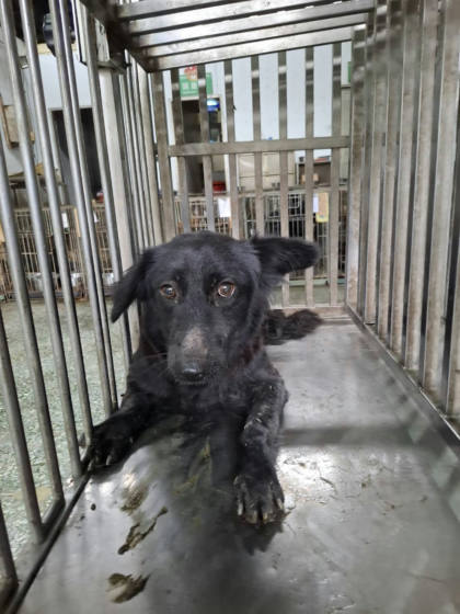台南市待認養狗｜混種犬｜黑色｜母