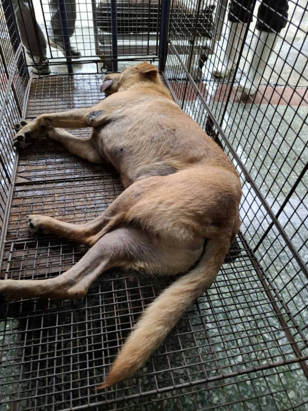 台南市待認養狗 混種犬