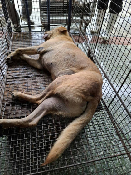 台南市待認養狗｜混種犬｜黃色｜公