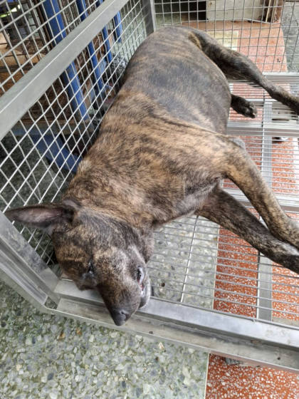 台南市待認養狗｜混種犬｜虎斑色｜母