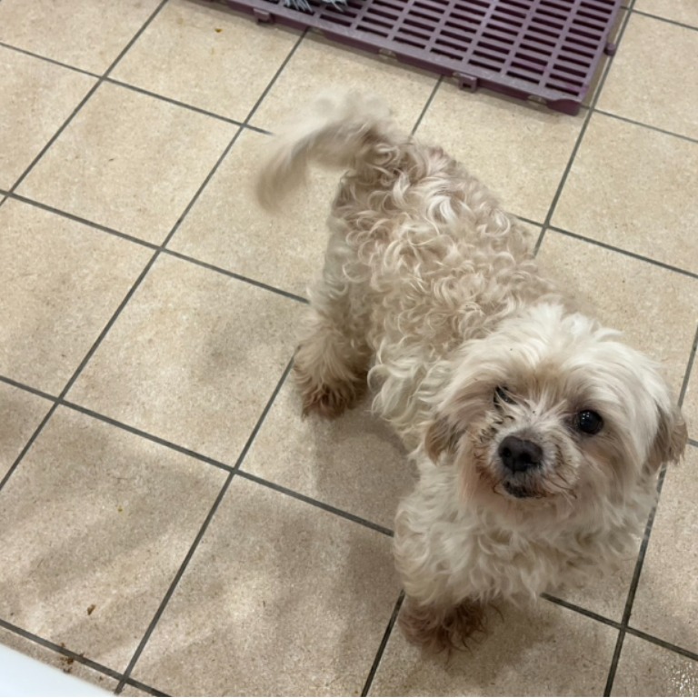新北市待認養狗 瑪爾濟斯犬