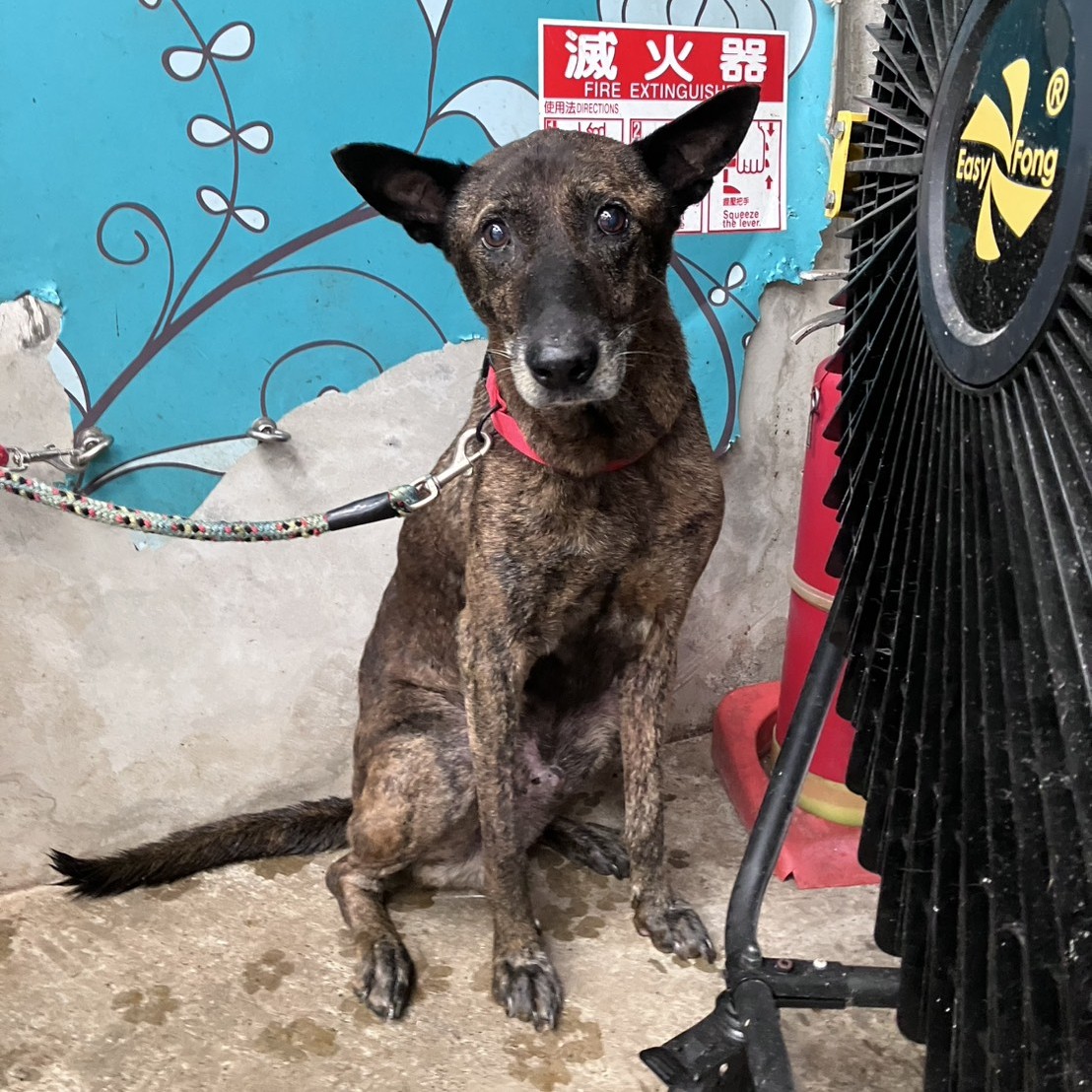 新北市待認養狗 混種犬