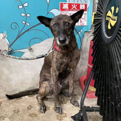 新北市待認養狗｜混種犬｜虎斑色｜公