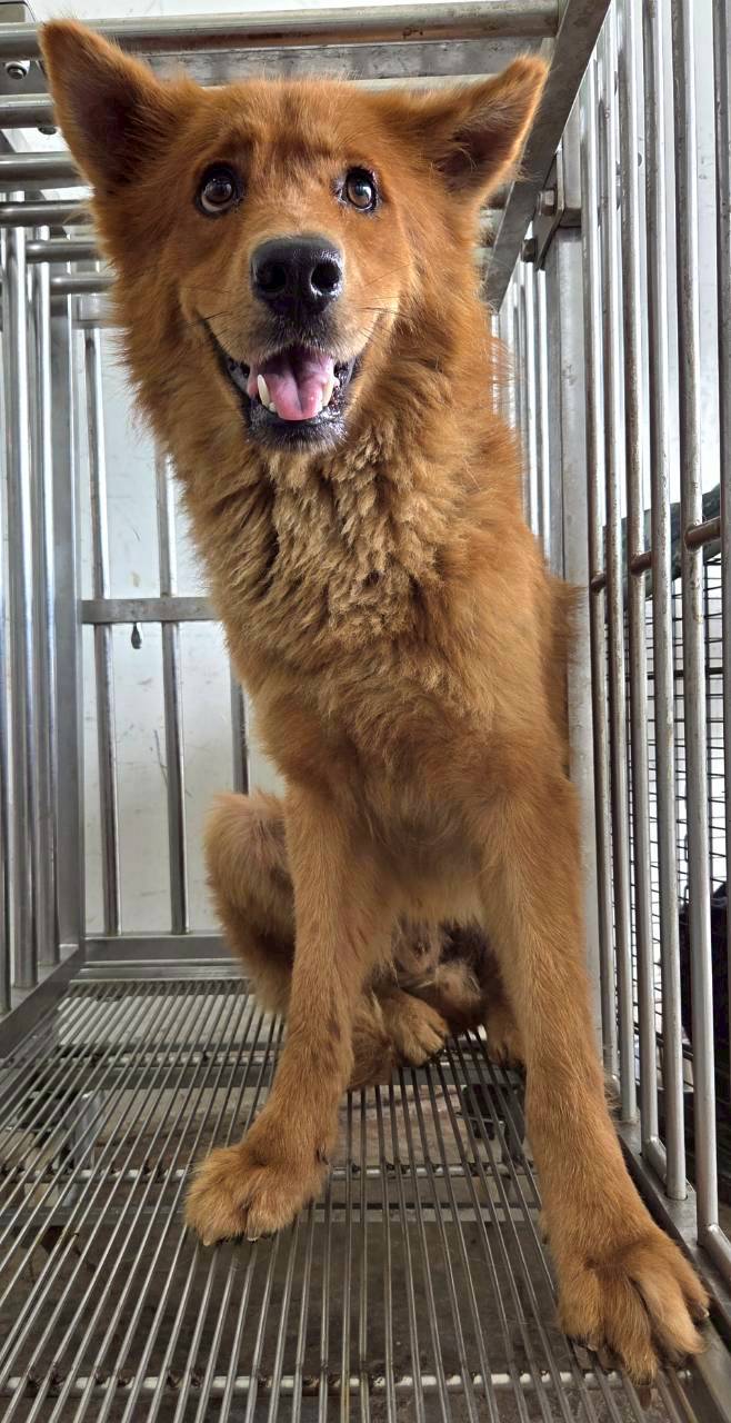花蓮縣待認養狗 混種犬