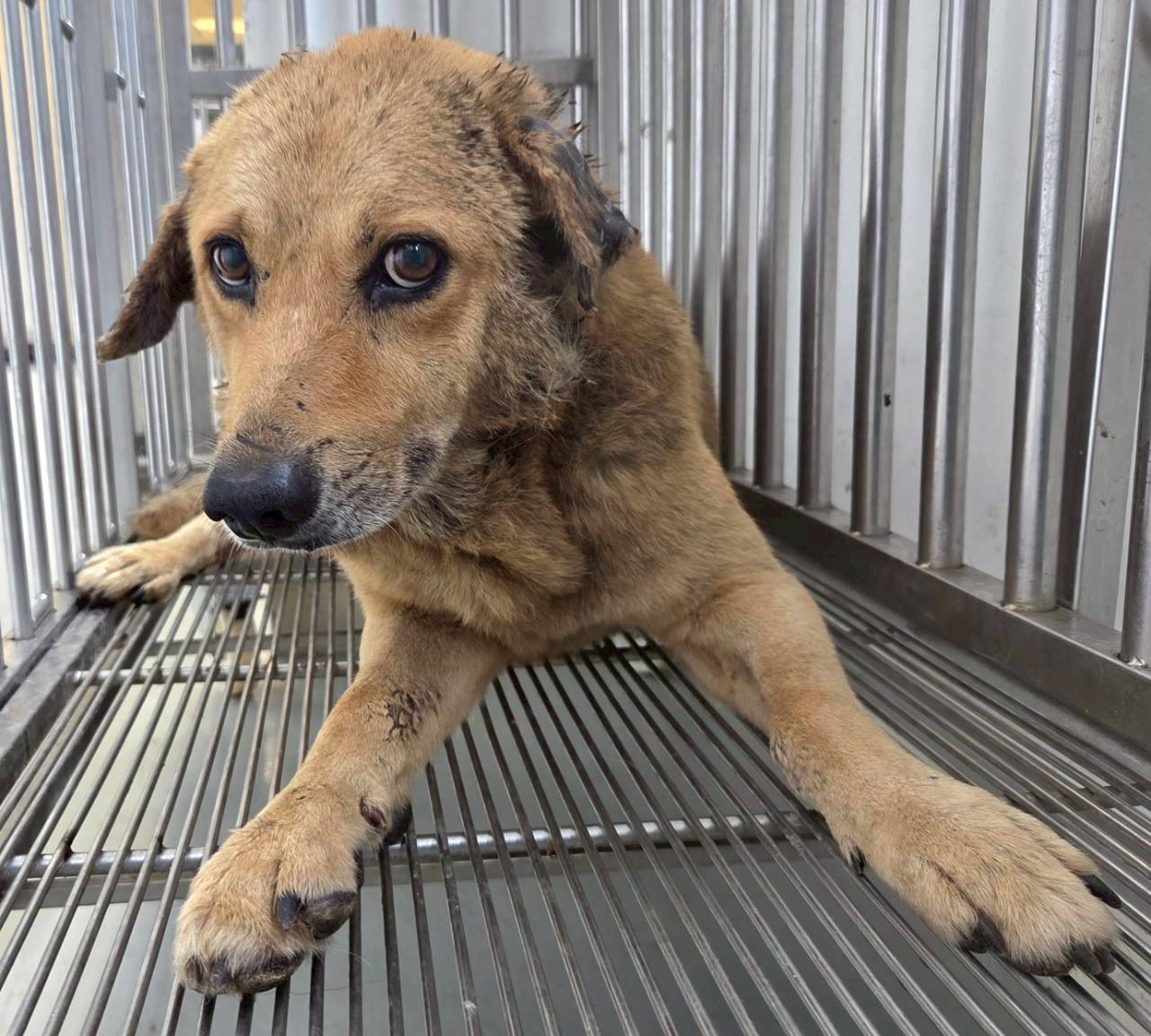 花蓮縣待認養狗 混種犬
