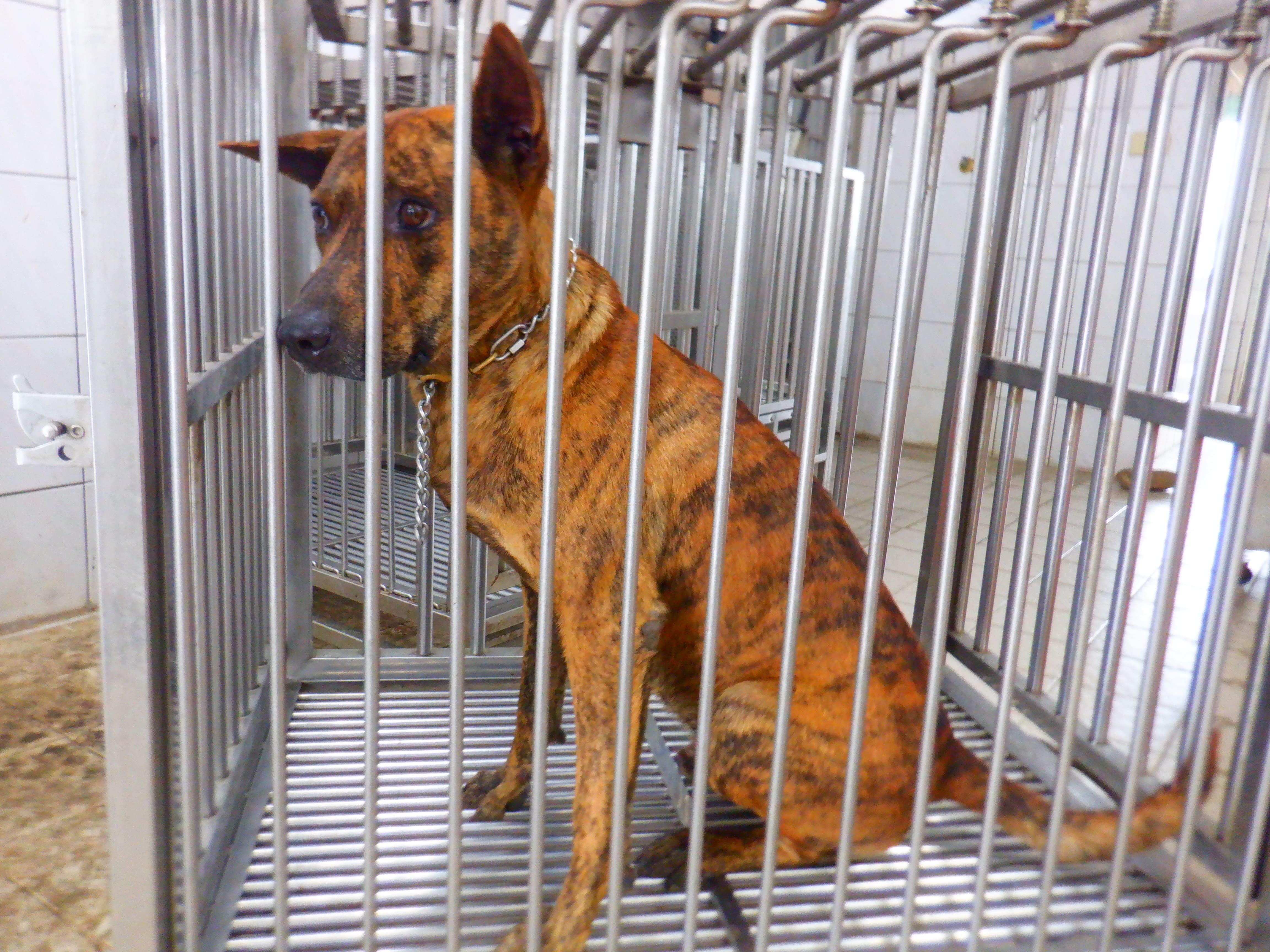 南投縣待認養狗 混種犬