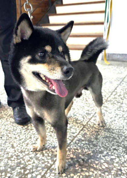 宜蘭縣待認養狗｜柴犬｜黑色｜公