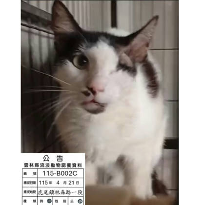 雲林縣待認養貓｜混種貓｜黑白色｜母