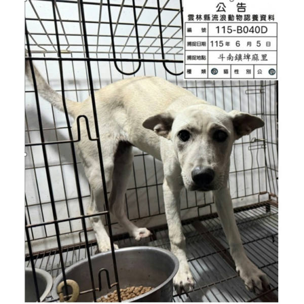 雲林縣待認養狗 混種犬