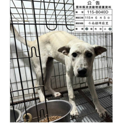 雲林縣待認養狗｜混種犬｜白色｜母