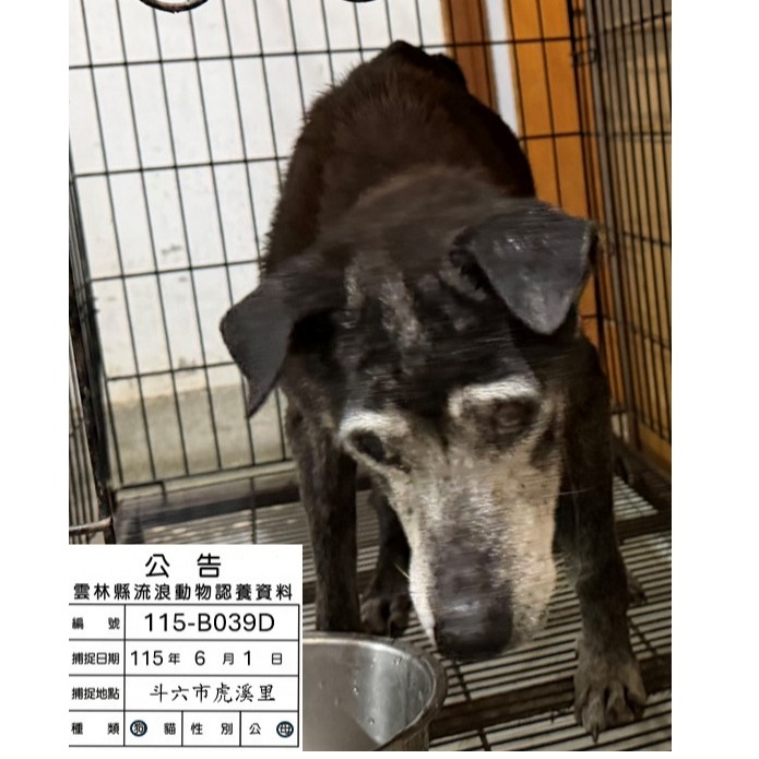 雲林縣待認養狗 混種犬