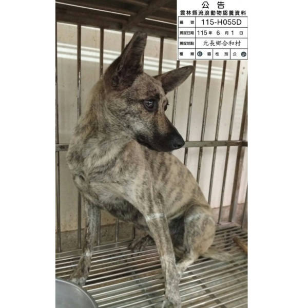 雲林縣待認養狗 混種犬