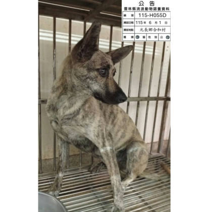 雲林縣待認養狗｜混種犬｜黃色｜母