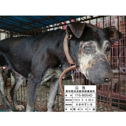 雲林縣待認養狗｜混種犬｜黑色｜母