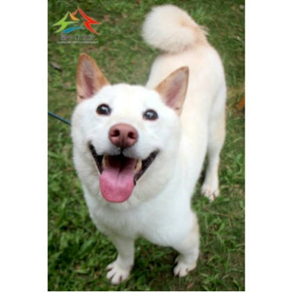 台中市待認養狗｜混種犬｜白色｜母