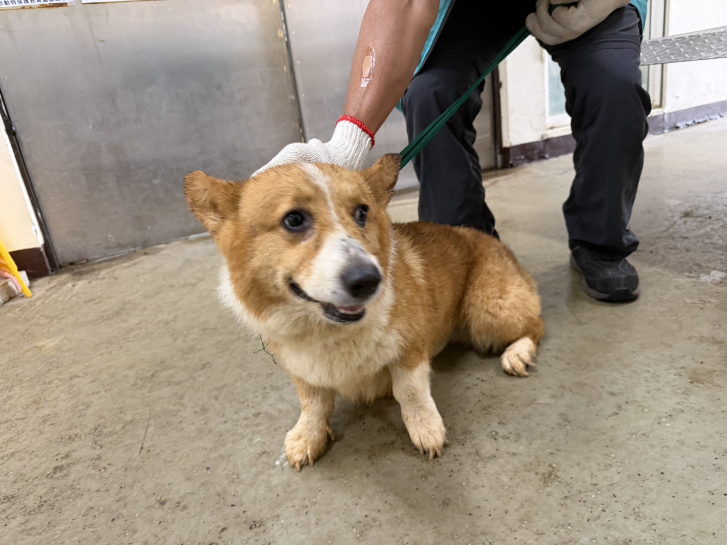桃園市待認養狗 威爾斯柯基犬