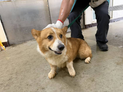 桃園市待認養狗｜威爾斯柯基犬｜黃白色｜公