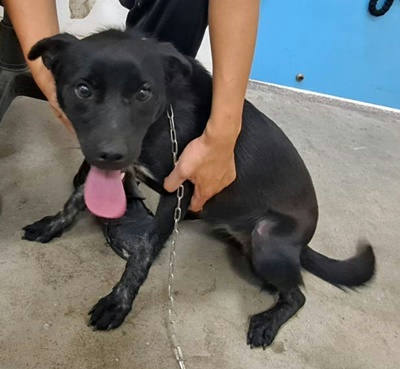 台中市待認養狗 混種犬