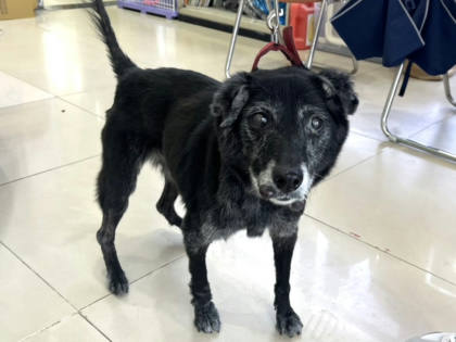 高雄市待認養狗｜混種犬｜黑色｜母