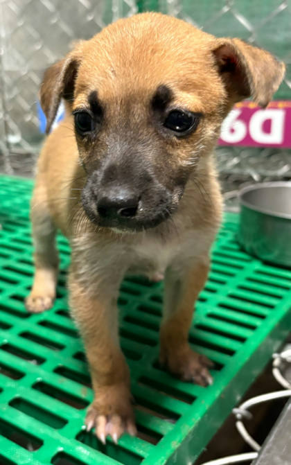 台東縣待認養狗｜混種犬｜黃色｜母