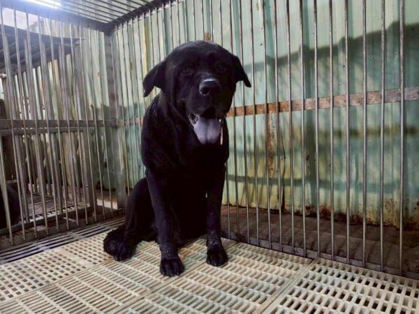 新北市待認養狗 混種犬