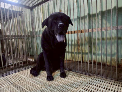 新北市待認養狗｜混種犬｜黑色｜公