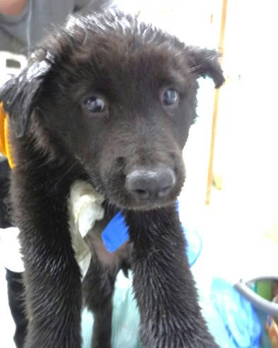 宜蘭縣待認養狗 混種犬