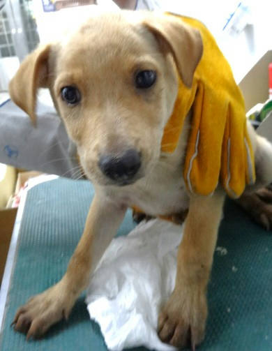 宜蘭縣待認養狗｜混種犬｜黃色｜公
