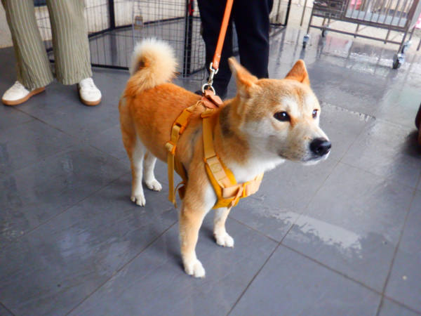 南投縣待認養狗 柴犬