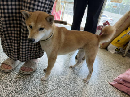 桃園市待認養狗｜柴犬｜黃白色｜母