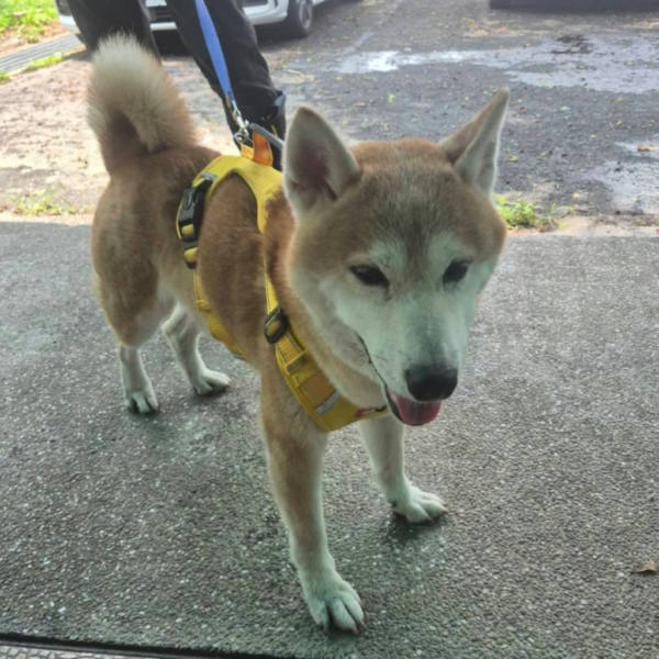 台南市待認養狗 柴犬