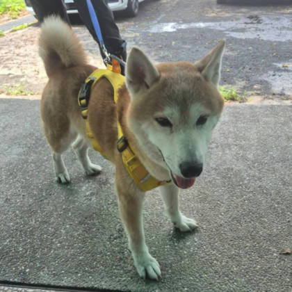 台南市待認養狗｜柴犬｜黃色｜公
