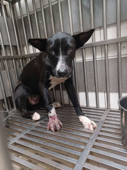 新北市待認養狗｜混種犬｜黑白色｜母