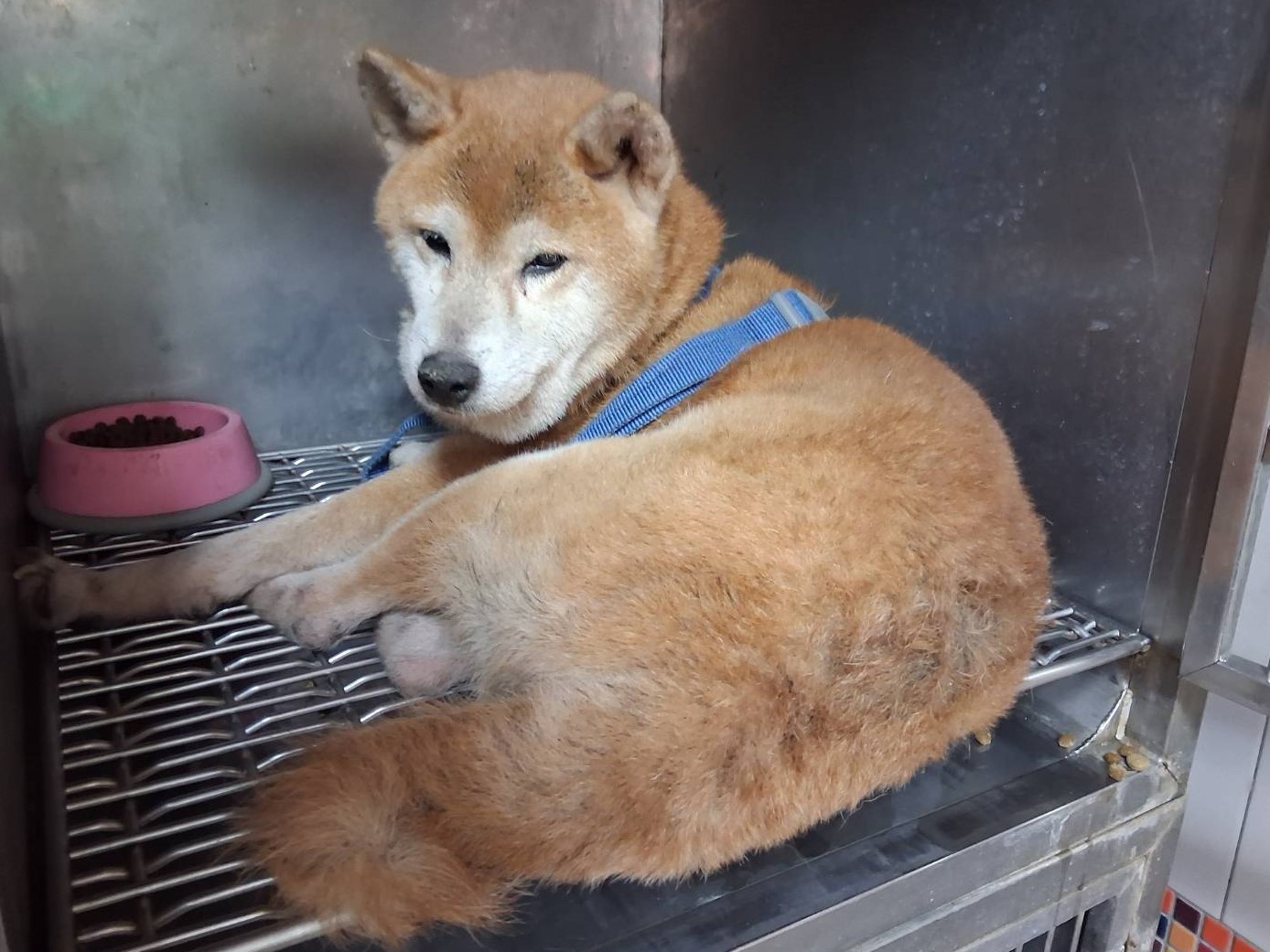 高雄市待認養狗 柴犬