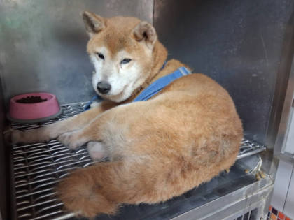 高雄市待認養狗｜柴犬｜黃色｜母