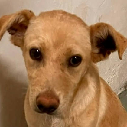 新北市待認養狗｜混種犬｜黃色｜母