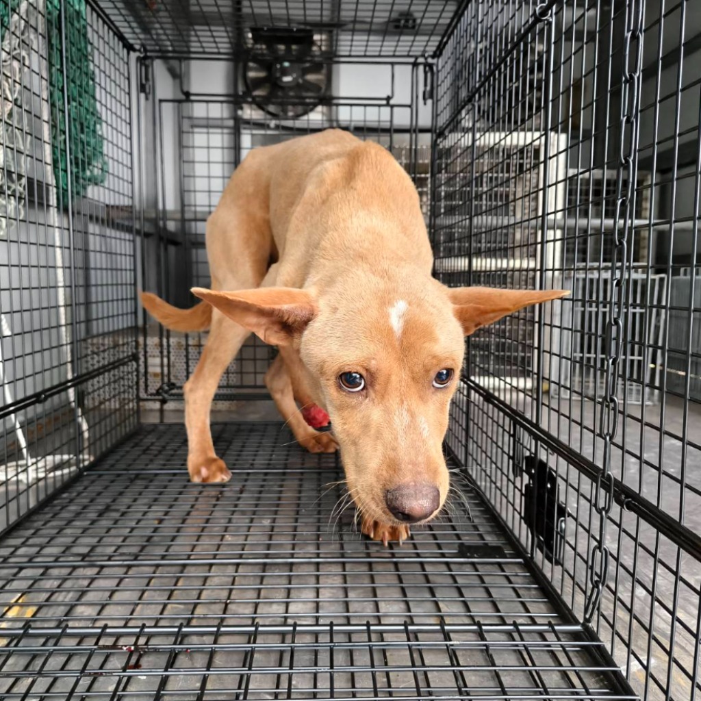 新北市待認養狗 混種犬
