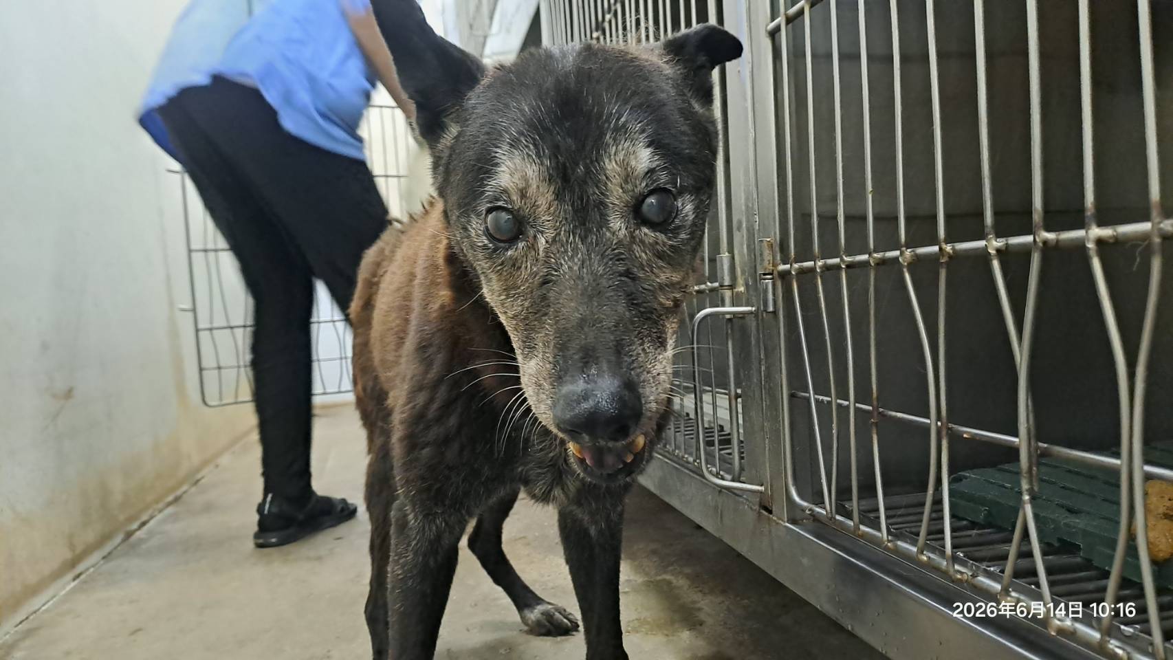 台北市待認養狗 混種犬