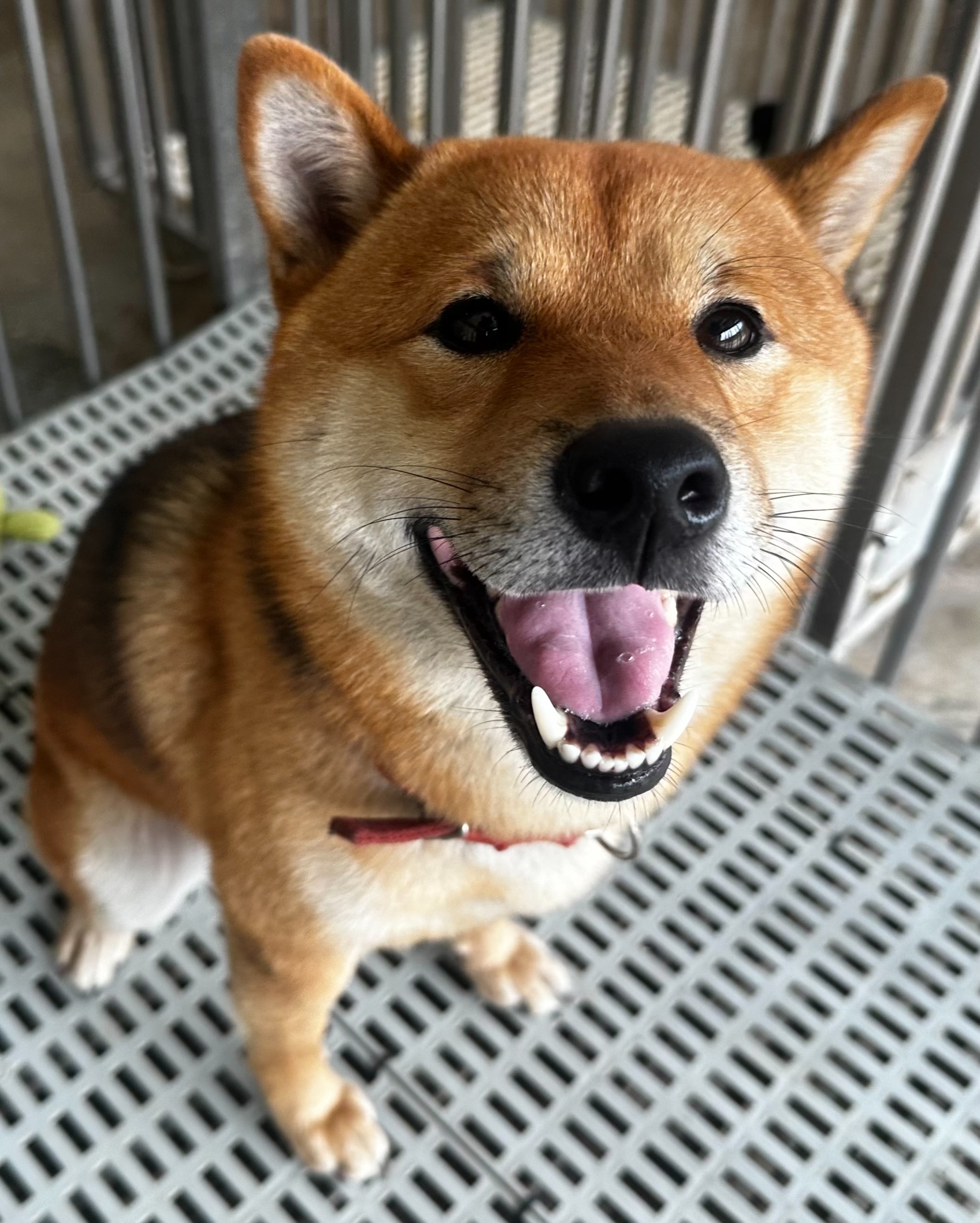 花蓮縣待認養狗 柴犬